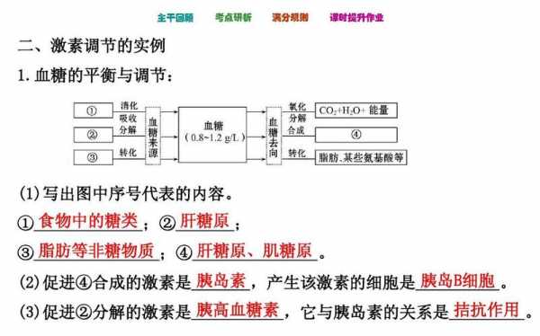 胰岛素调节过程（胰岛素调节过程视频）-图3