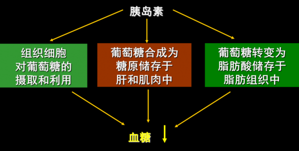 胰岛素调节过程（胰岛素调节过程视频）-图2