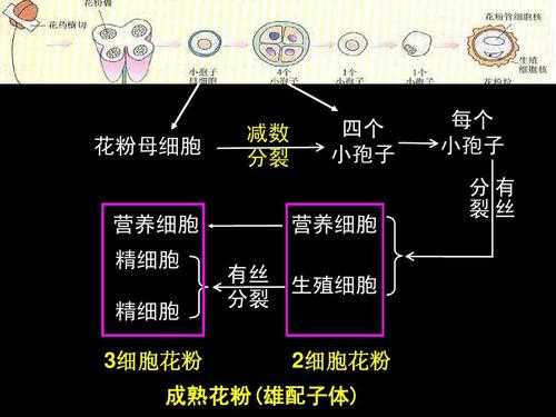 叙述花药的发育过程（叙述花药的发育过程是什么）-图3