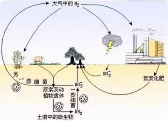 养分吸收过程（养分吸收过程是什么）-图3