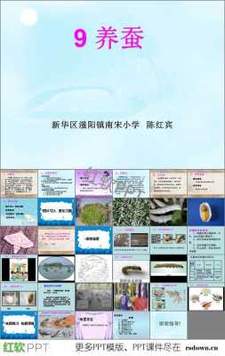 养蚕过程ppt（养蚕过程记录视频）-图2