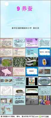 养蚕过程ppt（养蚕过程记录视频）-图1