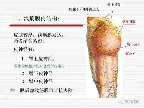 下肢解剖过程（下肢解剖过程包括）-图2