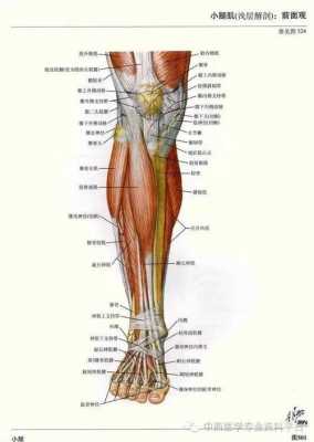 下肢解剖过程（下肢解剖过程包括）-图3