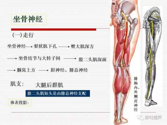 下肢解剖过程（下肢解剖过程包括）-图1