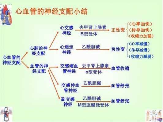 心脏的神经支配过程（简述心脏人体心脏的神经支配及其生理作用）-图3