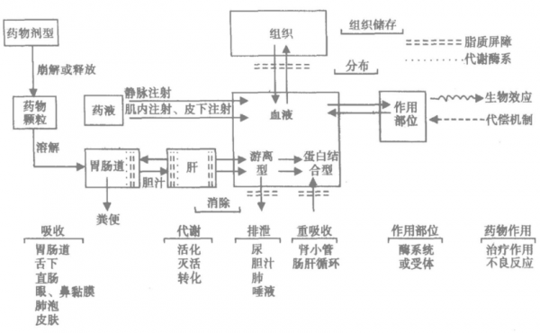 药物代谢排泄过程（药物代谢排泄过程图）-图3