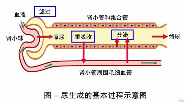 尿液形成过程100字（尿液的形成过程主要包括）-图1