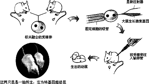 转基因超级鼠过程（转基因超级鼠的实验证明了什么）-图3