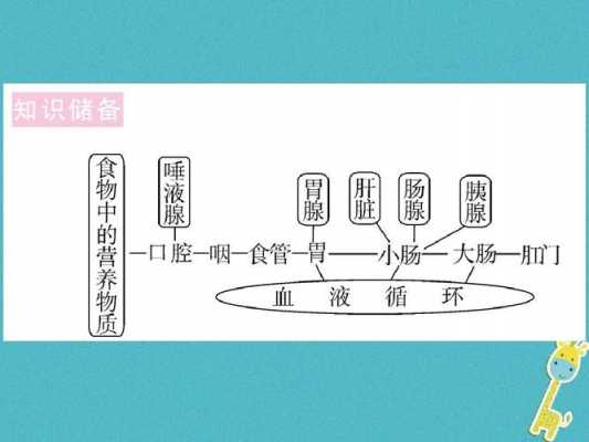 简述主动吸收的过程（主动吸收的机理如何）-图2