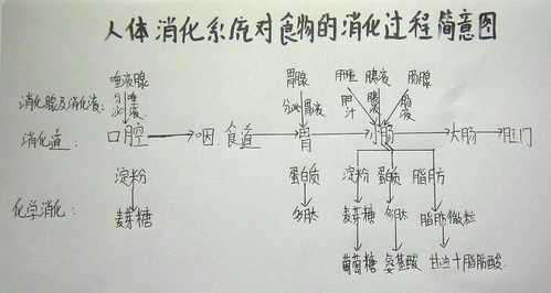 食物消化过程结构（食物消化的过程图动画）-图2