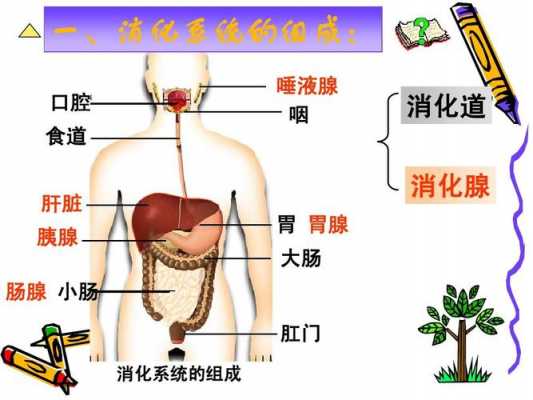 食物消化过程结构（食物消化的过程图动画）-图1