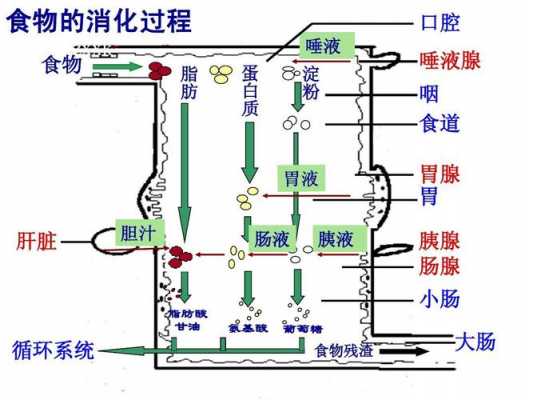 食物消化过程结构（食物消化的过程图动画）-图3