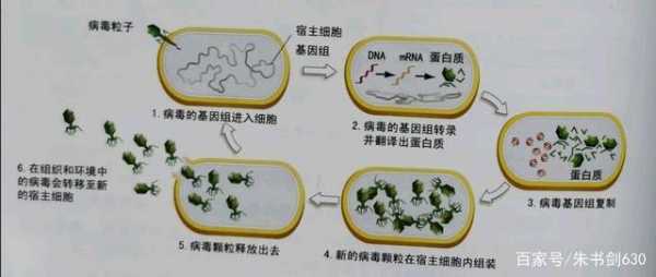 病毒生殖过程视频（病毒的繁殖视频）-图3