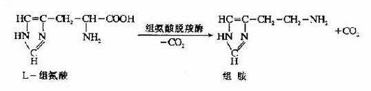 色氨酸脱羧过程（色氨酸脱羧产物）-图1