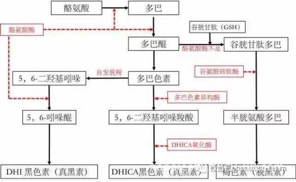 色氨酸脱羧过程（色氨酸脱羧产物）-图2