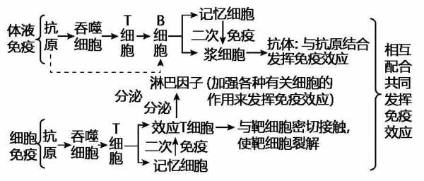 免疫调节详细过程（免疫调节过程中具有识别作用的细胞）-图2