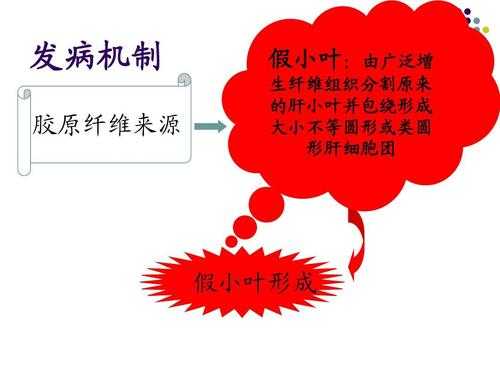 假小叶的形成过程（假小叶是怎样形成的,其结构特点如何）-图1