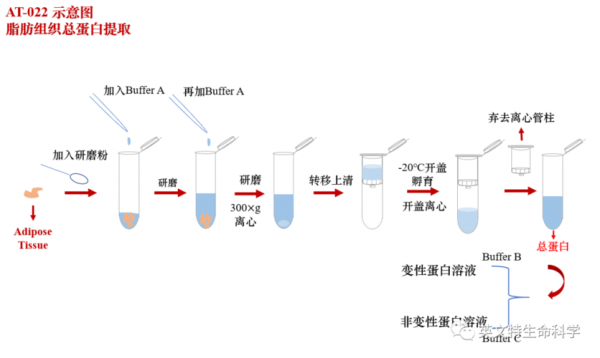 蛋白提取过程（蛋白提取过程中三氯甲烷的作用）-图2