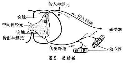 什么是反射过程（反射时包括哪些过程）-图1