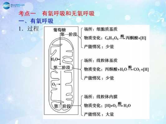 生物学吸气过程（生物学吸气过程实验）-图1