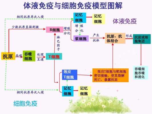 体液免疫和细胞免疫的过程（体液免疫和细胞免疫的过程分别是怎样的?）-图2