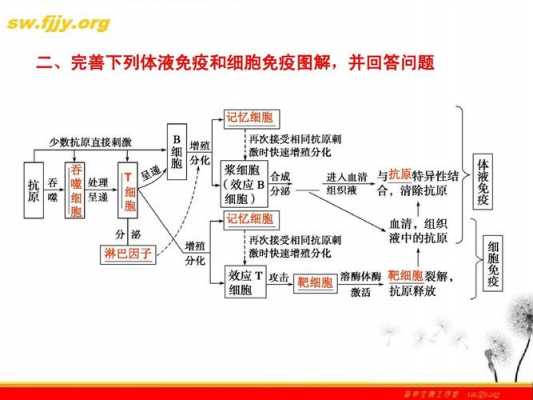 体液免疫和细胞免疫的过程（体液免疫和细胞免疫的过程分别是怎样的?）-图1