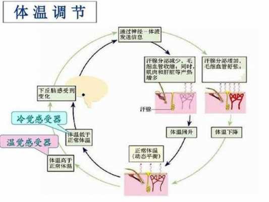 颤抖产热的过程（颤抖的原理）-图1