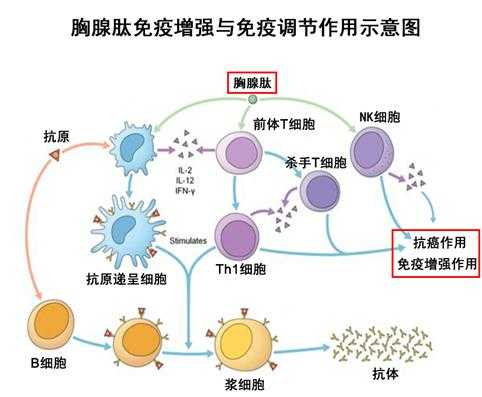 胸腺和免疫过程（胸腺的免疫功能是什么）-图1