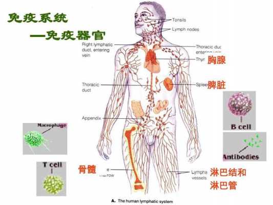 胸腺和免疫过程（胸腺的免疫功能是什么）-图3