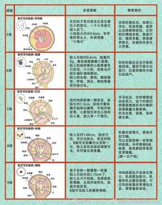 宝宝行成的过程（宝宝形成过程全图）-图1