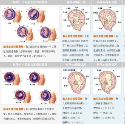 宝宝行成的过程（宝宝形成过程全图）-图2