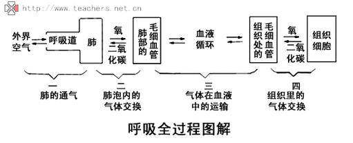 吸气过程和呼气过程（吸气和呼气的流程图）-图1