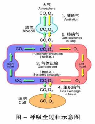 呼吸全过程图（呼吸全过程图解）-图1