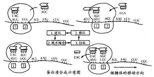 运输蛋白质过程（运输蛋白质过程包括哪些）-图3