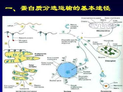 运输蛋白质过程（运输蛋白质过程包括哪些）-图2