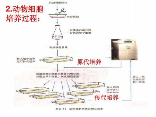 细胞培养技术过程（细胞培养技术的原理）-图1