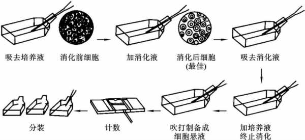 细胞培养技术过程（细胞培养技术的原理）-图3