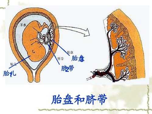 胎盘成熟过程（胎盘的成熟）-图1