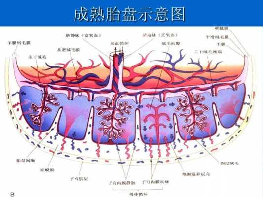 胎盘成熟过程（胎盘的成熟）-图3