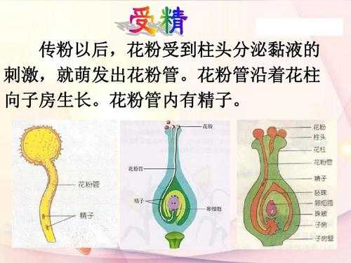 传花粉的过程（花粉的传递过程）-图2