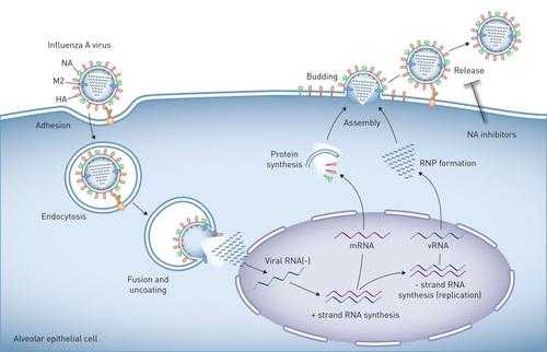 流感病毒增殖过程（流感病毒增殖过程图）-图2