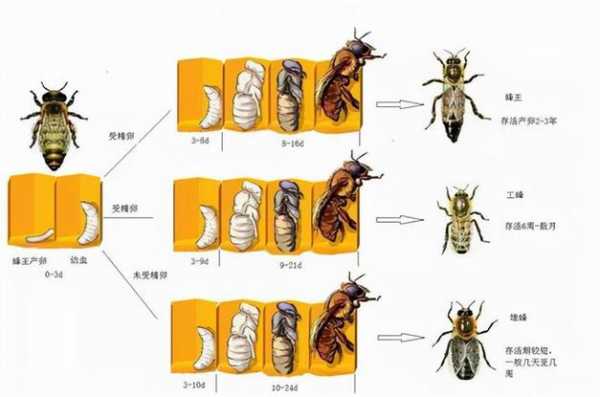 蜜蜂生长过程（蜜蜂生长过程图片）-图1