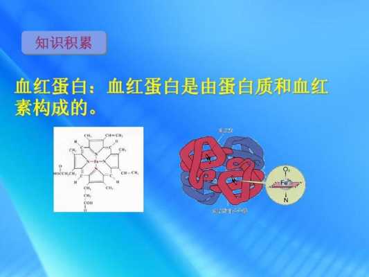 血红蛋白合成过程（血红蛋白合成过程中所需的原料）-图2