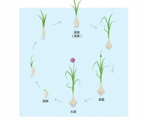 蒜的生长过程图片（种大蒜的生长过程图片）-图3