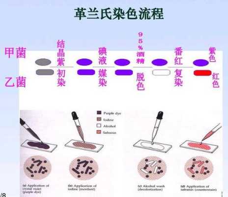 简述革兰氏染色过程（简述革兰氏染色过程及机制）-图1