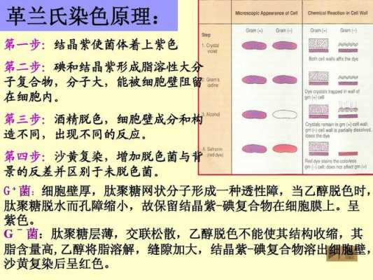 简述革兰氏染色过程（简述革兰氏染色过程及机制）-图2