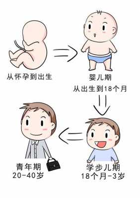 人体发育大概过程是（人体发育顺序时间）-图2