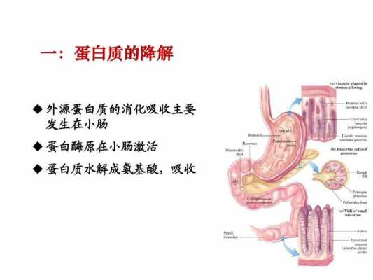 人体消化蛋白质的过程（人体消化蛋白质时间）-图3