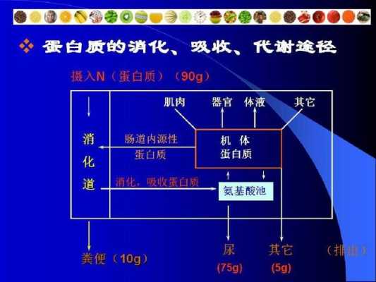 人体消化蛋白质的过程（人体消化蛋白质时间）-图1